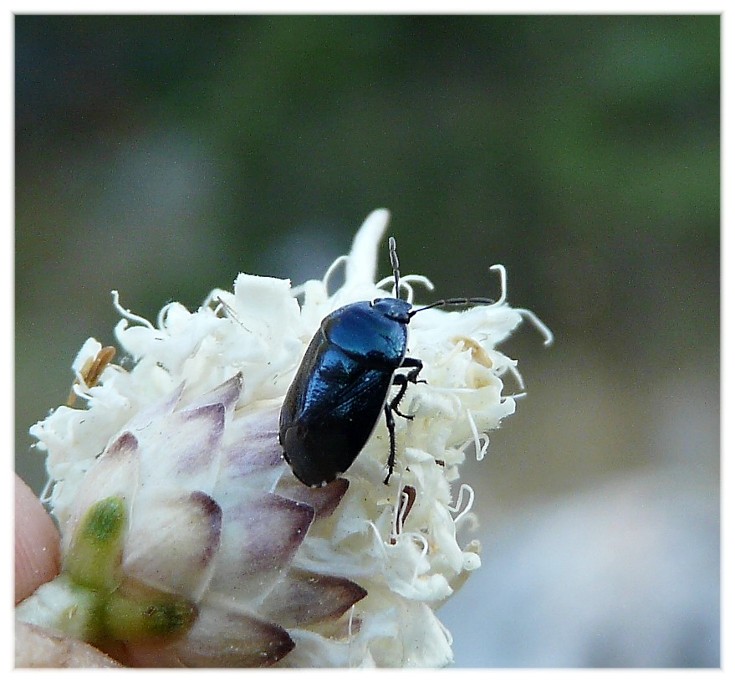 Tra le vecchie foto... Canthophorus cf. dubius